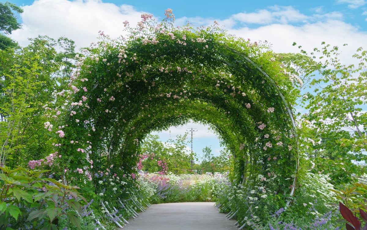 Beautiful rose garden with outdoor event and garden scenery
