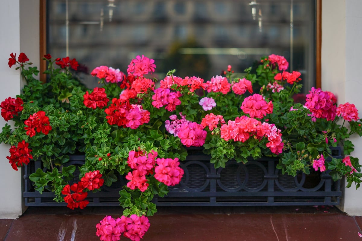 Vibrant Geraniums Blooming in a Window Box
