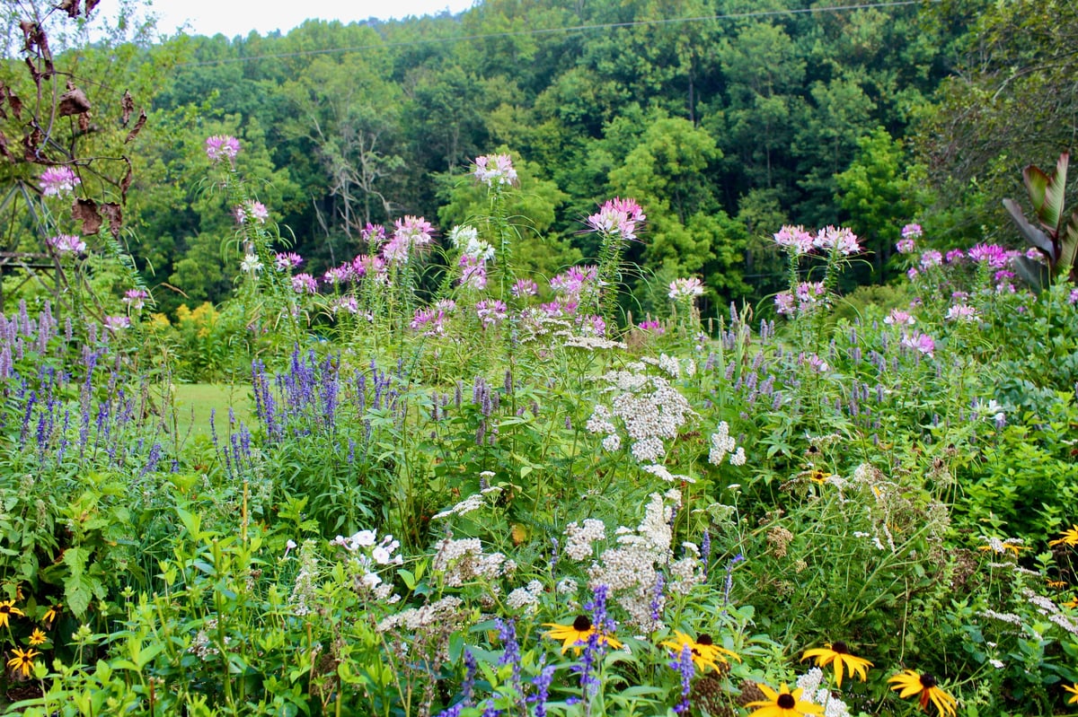 Late summer home garden with white yarrow, cleome, black-eyed susan flowers blooming in a yard