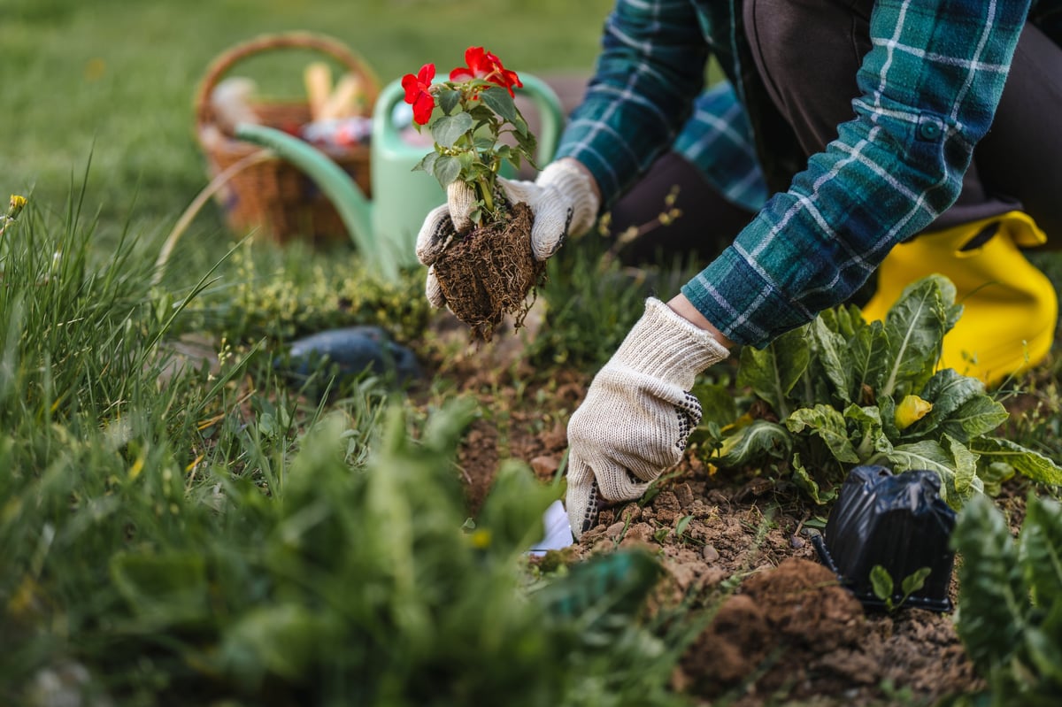 Woman wearing gardening gloves holding a small pot with a red flower plant, preparing to plant it in the garden, with a watering can in the background